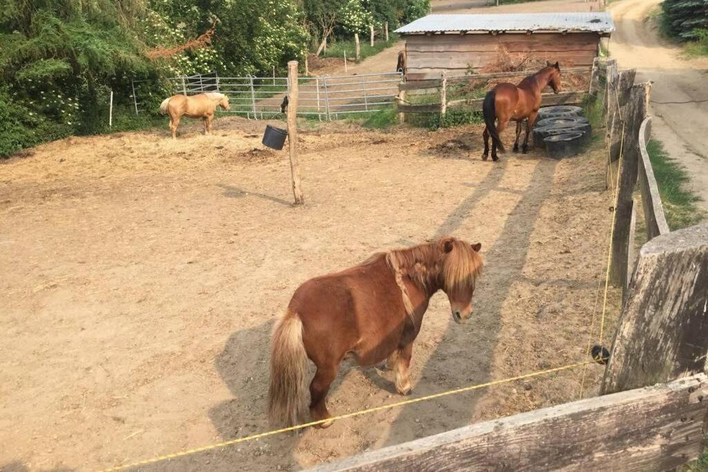 Ferienwohnung In Peetzig Am See 安格尔明德 外观 照片